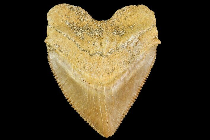 Fossil Crow Shark (Squalicorax) Tooth- Morocco #110089